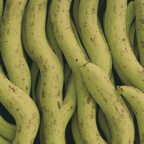 Circular Fractal Bananas That Grow Like Coral Inside Stable