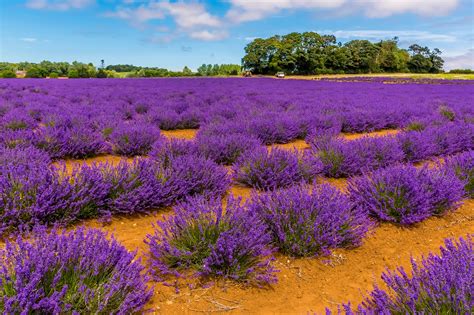 Scenic buses & days out to Norfolk Lavender