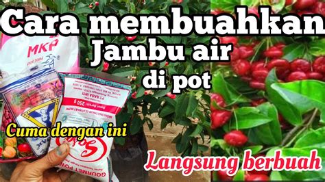 Cara Membuahkan Jambu Air Dalam Pot Agar Cepat Berbuah YouTube