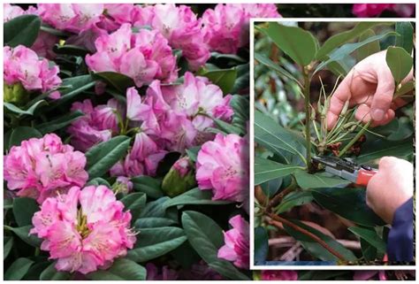 Quand tailler le rhododendron et comment Conseils vidéo