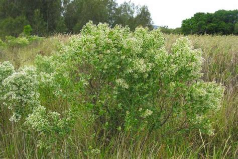 Baccharis halimifolia (Eastern Baccharis)