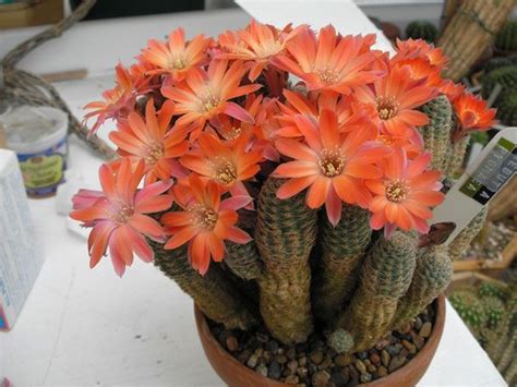 Cactus Plants Cactus Flower Succulent Gardening