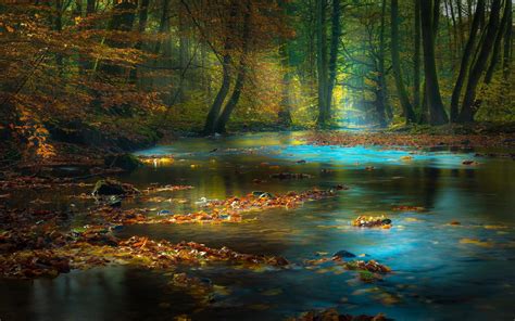 Nature Landscape Forest River Fall Leaves Sun Rays Mist Sunlight Trees