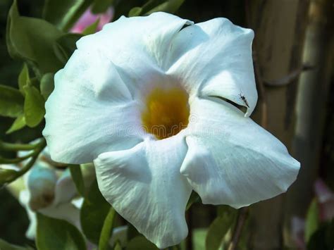 White Brazilian Jasmine Mandevilla Sanderi Closeup Stock Photo Image