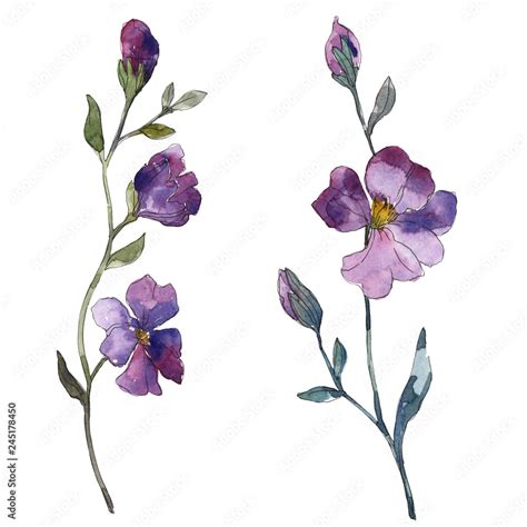 Blue purple flax floral botanical flower. Watercolor background ...