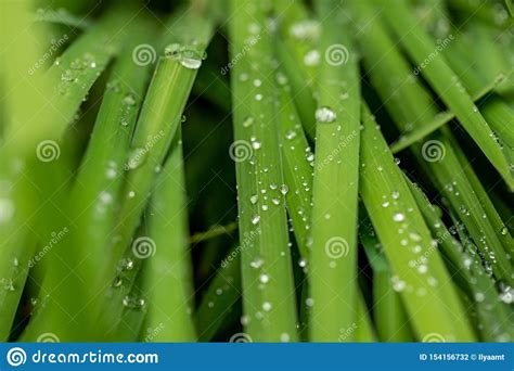 Hierba Con Las Gotas De Agua Hojas De Una Planta Con Las Gotas De Agua