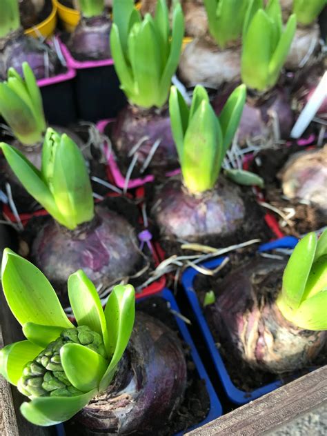 Fleuriste Isabelle Feuvrier Les Jacinthes