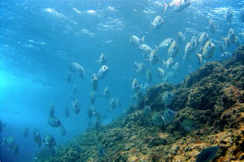 Quali Sono I Pesci Del Mar Ligure Aqua De M