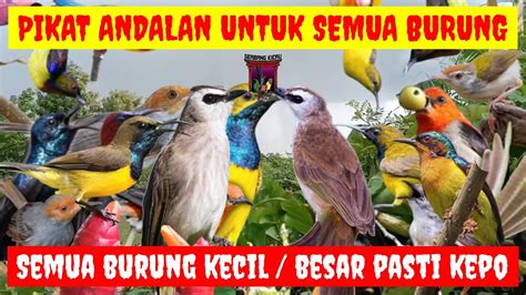 Ampuh Anti Gagalsuara Pikat Burung Yang Susah Turun Ampuh Untuk Pikat