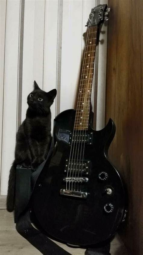 Pin By GothicaandRoses On Cats In 2024 Guitar Cool Electric Guitars