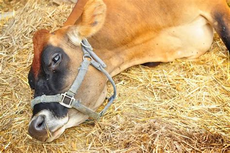 Downer Cow Common Causes Symptoms And Treatment