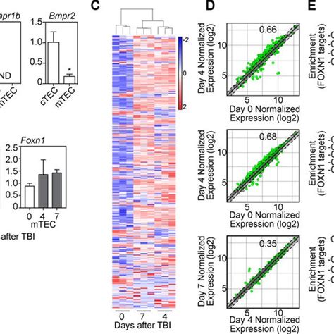 Bmp4 Targets Thymic Epithelial Cells And Induces Expression Of Foxn1