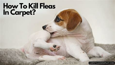 How To Kill Fleas In Carpet 7 Easy Ways