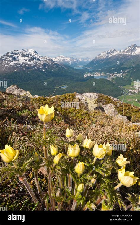 Alpine Flowers And Views Of Celerina And St Moritz From Atop Muottas