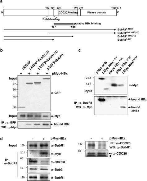 Hbv X Protein Hbx Inhibits The Binding Between Bubr And Cdc A A