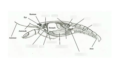 Crawdad internal anatomy Diagram | Quizlet