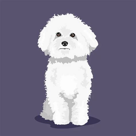 Cão Bichon Friseストックベクター、ロイヤリティフリーcão Bichon Friseイラスト Depositphotos