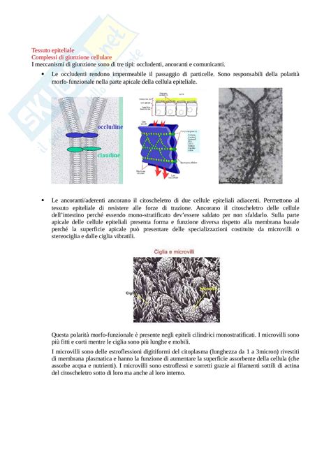 Istologia Tessuto Epiteliale