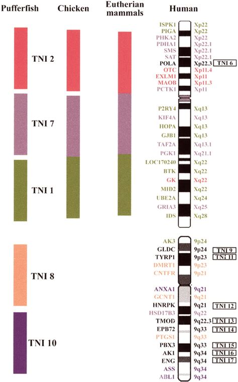 Four Hundred Million Years Of Conserved Synteny Of Human Xp And Xq