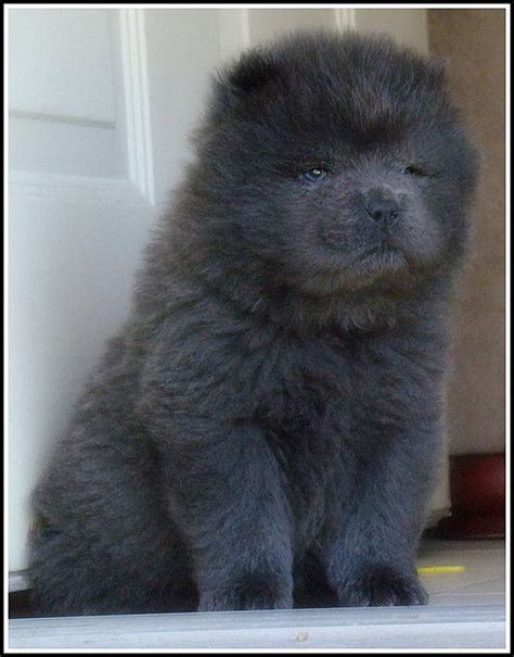 Blue Chow Puppy Male By Puertorrican Girl Chow Chow Puppy Puppy