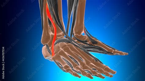 Illustrazione Stock Fibularis tertius Muscle Anatomy For Medical ...