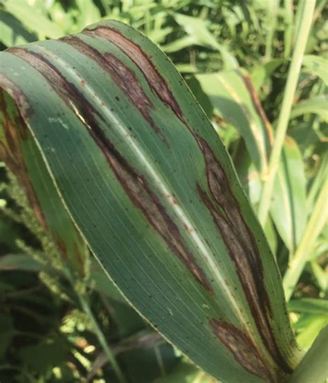 Sorghum Diseases To Look Out For In New Season Sa Grain