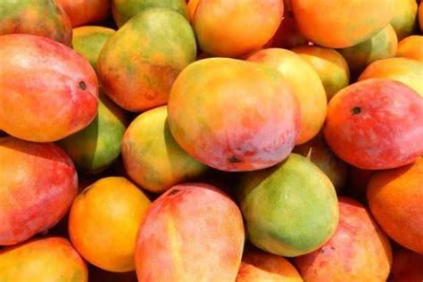 Jenis Mangga Paling Populer Yang Ada Di Indonesia Mana Kesukaanmu