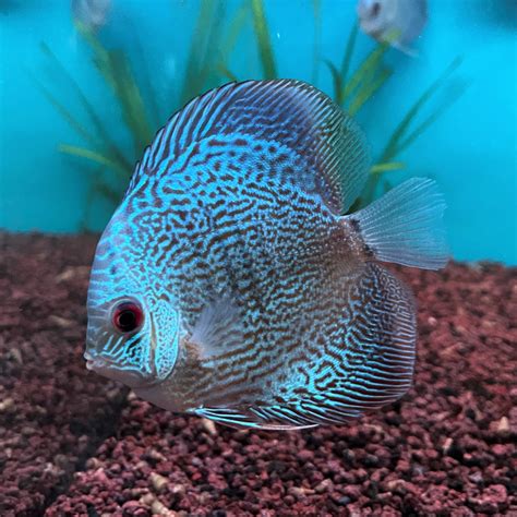 Symphysodon Aequifasciatus Discus Blue Snake Skin Cm