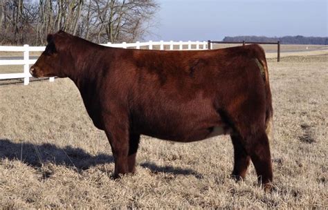 Shorthorn | Horses, Animals, Breeds