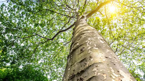 How To Successfully Grow Sycamore Trees