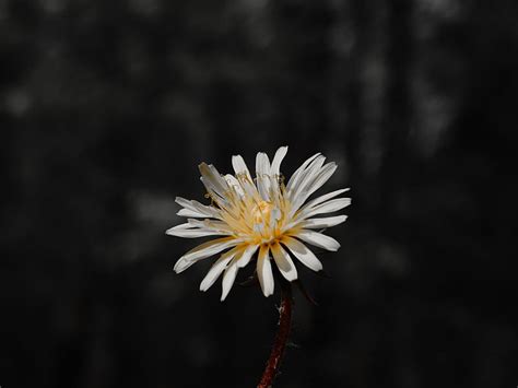 Flor Blanco Floraci N Primer Plano Planta Fondo De Pantalla Hd