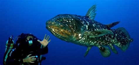 Interesting Facts About Coelacanths Worldatlas