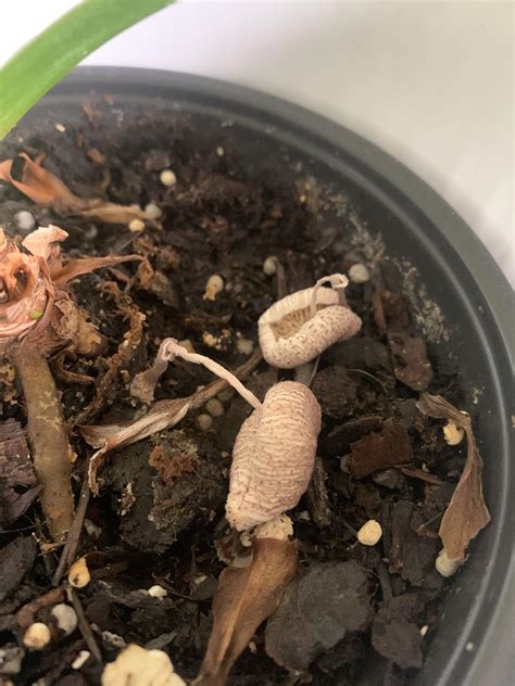 New Safety Warnings For Mushrooms When Pregnant Cause Concern - RYZE Superfoods