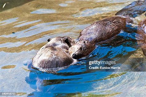 701 Beaver Swimming Stock Photos, High-Res Pictures, and Images - Getty ...