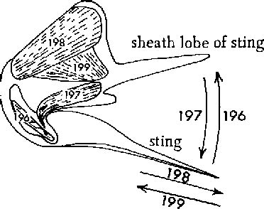 Pdf Morphology Of The Venom Apparatus Semantic Scholar