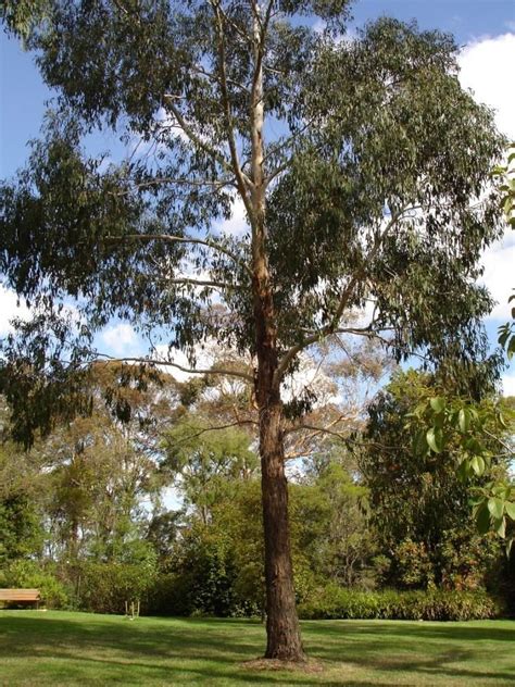 Eucalyptus Ovata Alchetron The Free Social Encyclopedia