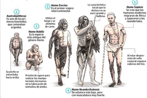 Evoluci N Del Sistema Nervioso Timeline Timetoast Timelines