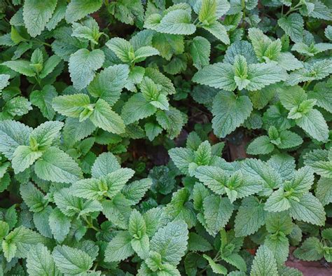 Can You Grow Lemon Balm Indoors Expert Tips For Success Homes Gardens