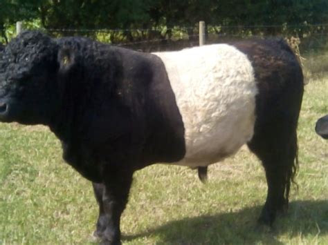 12 Pedigree Belted Galloway Breeding Bulls, Calves, Cows, Heifers with Calves at Foot ...