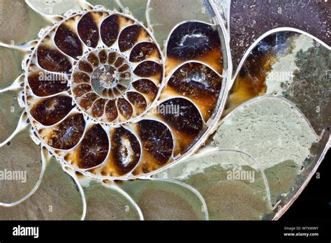 Ammonite Cross Section Stock Photo Alamy