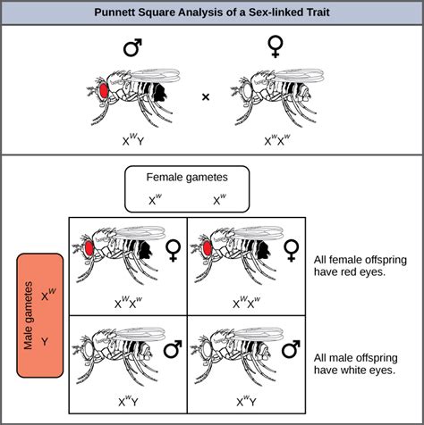 Eye Color Traits Dominant Recessive