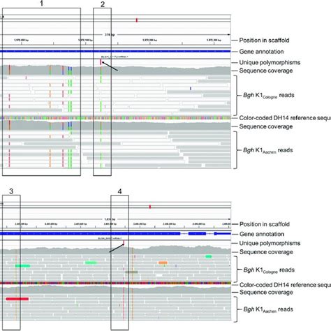 Integrative Genomics Viewer Igv Screenshot Representing A Validated Download Scientific