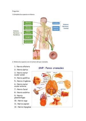 Cuadernillo Tarea Bases Biol Gicas Del Comportamiento Utp