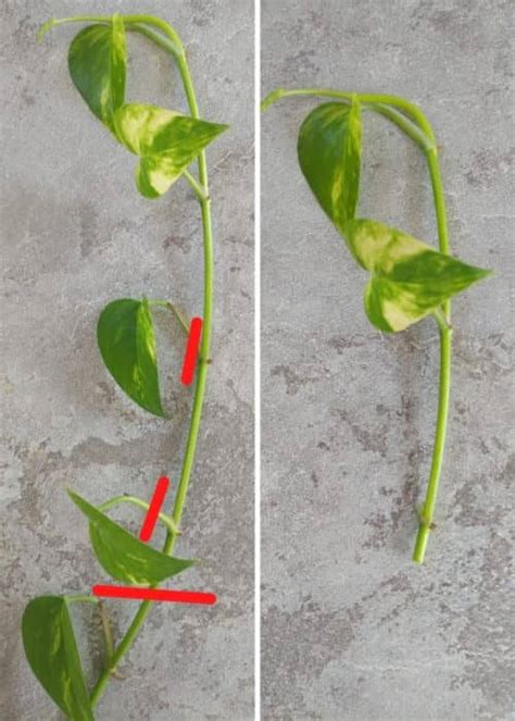 C Mo Propagar Cultivar Potus Potos Y Sus Cuidados Eco Jard N M Gico