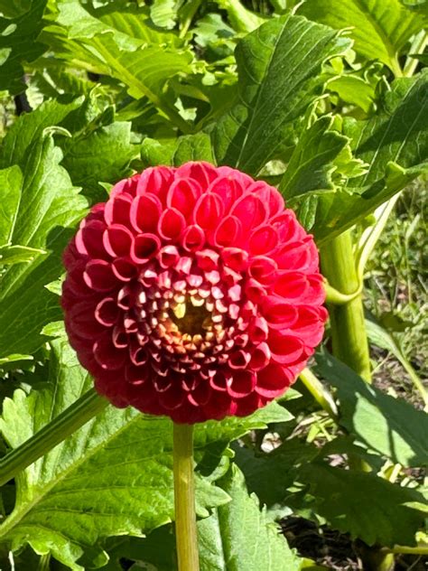 Dahlias Pompon Southern Highlands Flower Farm