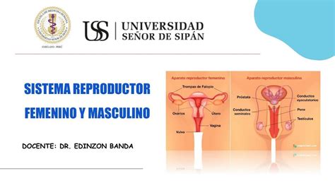 Sistema Reproductor Femenino Y Masculino FATIMA CAMPOS CHAPILLIQUEN