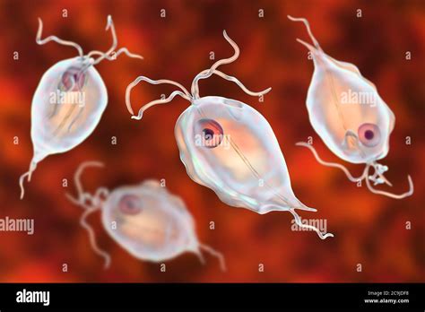 Trichomonas intestinalis Banque de photographies et dimages à haute