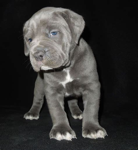 Cane corso breeders, Cane corso, Dogs