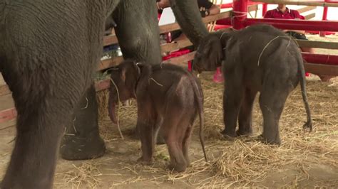 Twin Baby Elephants Send Mom Into A Frenzy - Videos from The Weather ...