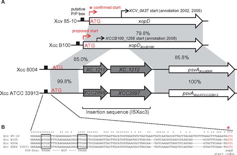 Figure 1 From Comparative Analysis Of The XopD Type III Secretion T3S